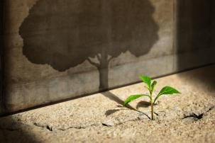Investissements Alternatifs : des opportunités d'investissement hors du commun